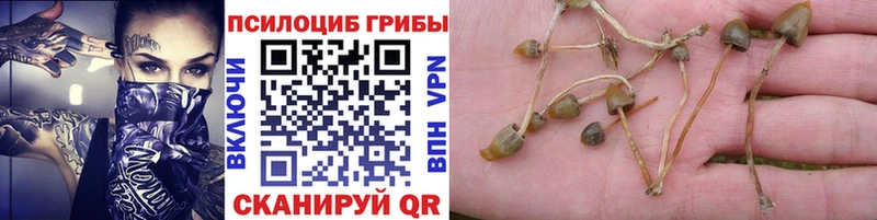 Купить  Заволжск  Галлюциногенные грибы GOLDEN TEACHER 